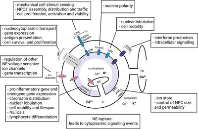 The <mark class="highlighted">Nuclear Envelope</mark> as a Regulator of Immune Cell Function